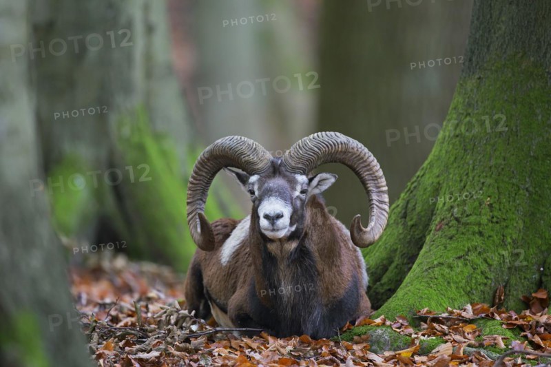 European mouflon