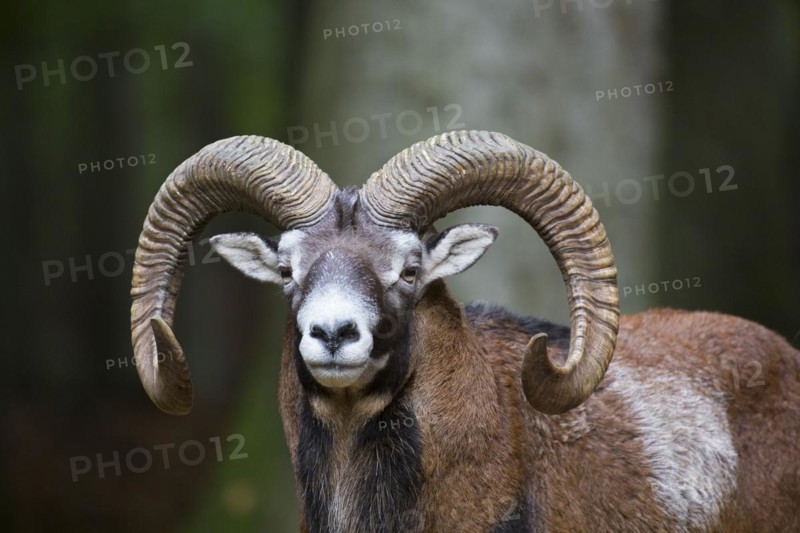European mouflon