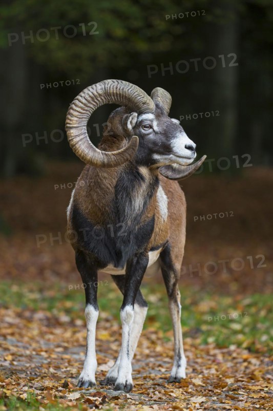 European mouflon
