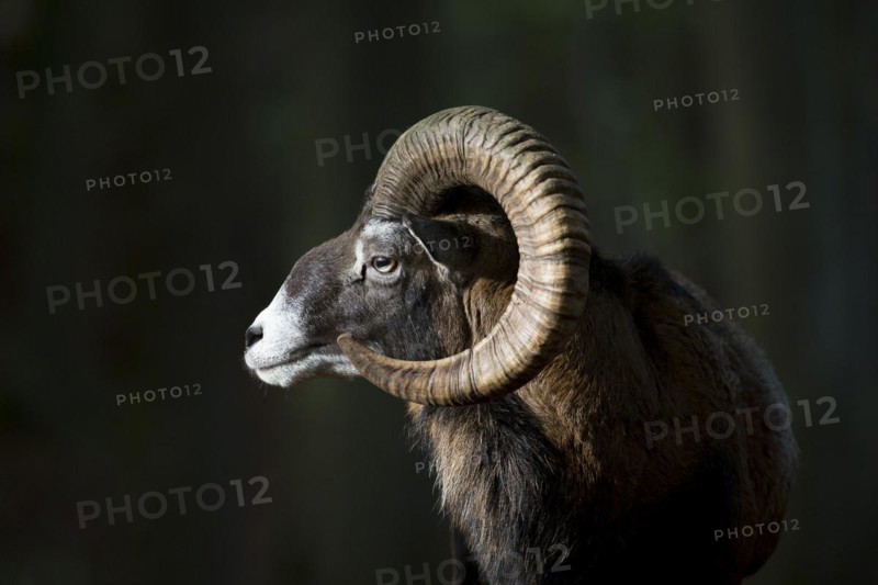 European mouflon