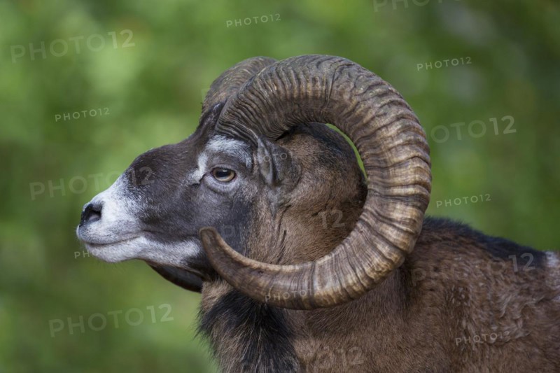 European mouflon