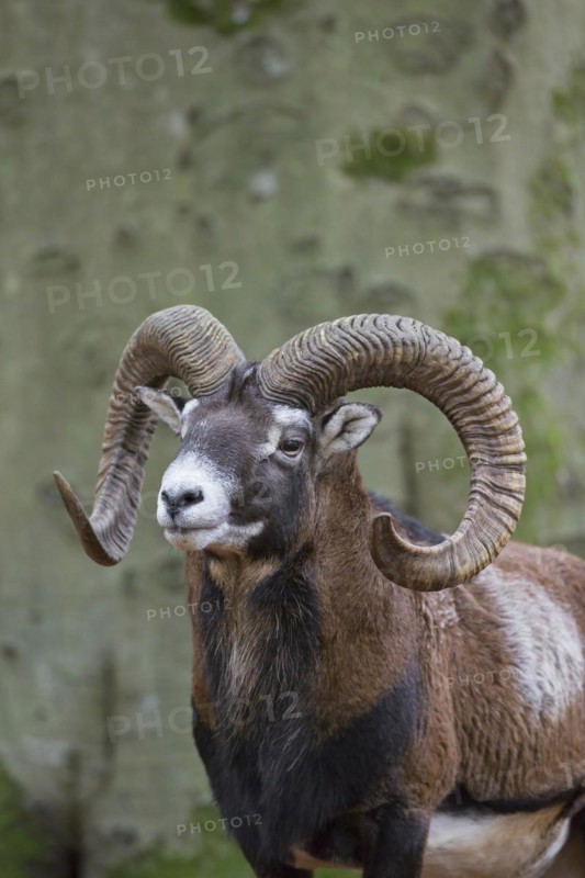 European mouflon