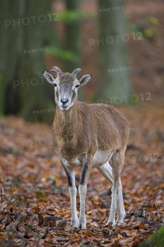 European mouflon