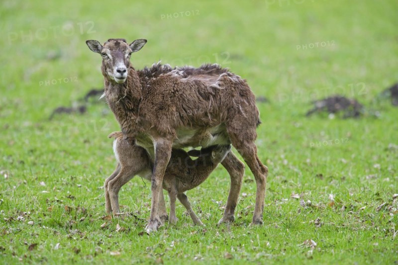 European mouflon