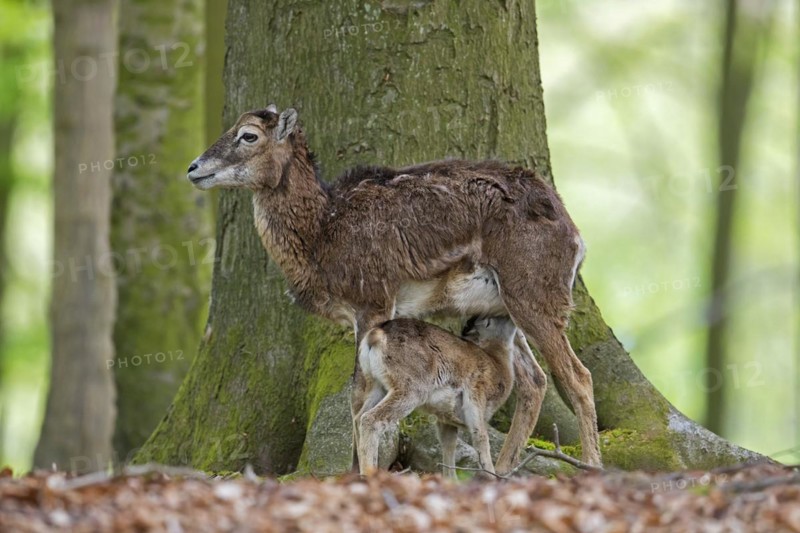 European mouflon