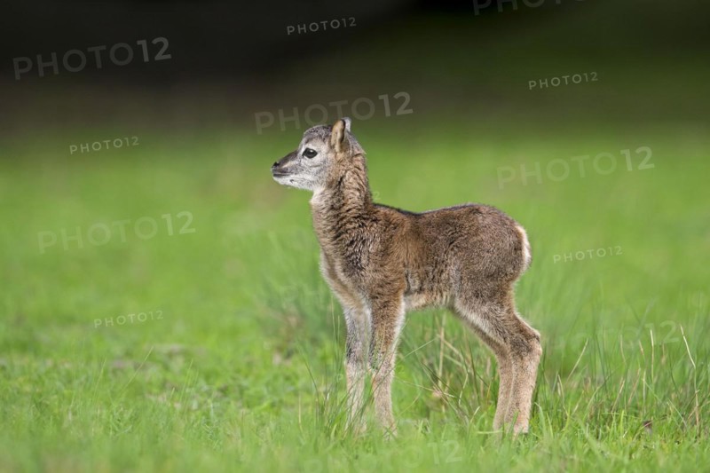 European mouflon