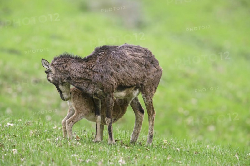 European mouflon