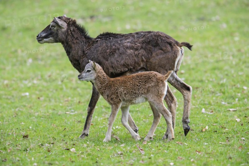 European mouflon