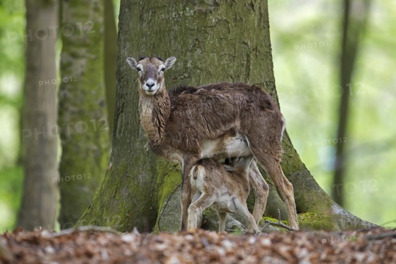 European mouflon