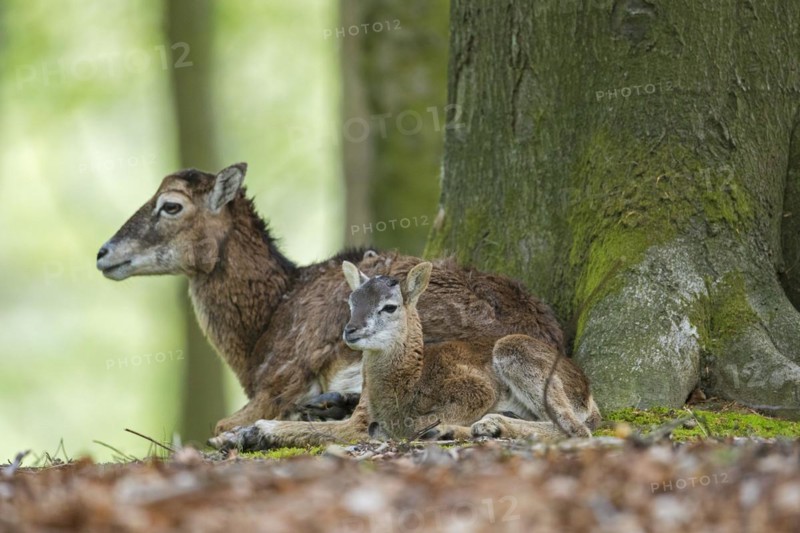 European mouflon