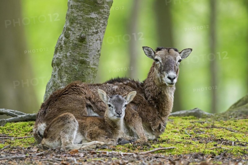European mouflon