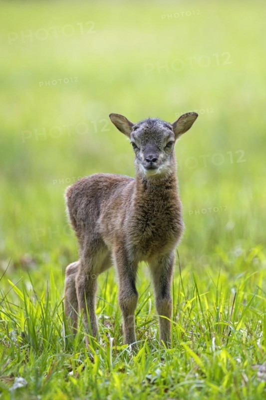 European mouflon