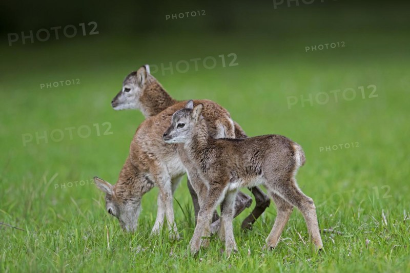 European mouflon