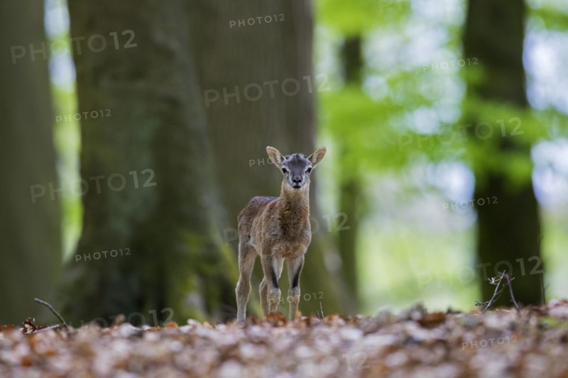 European mouflon