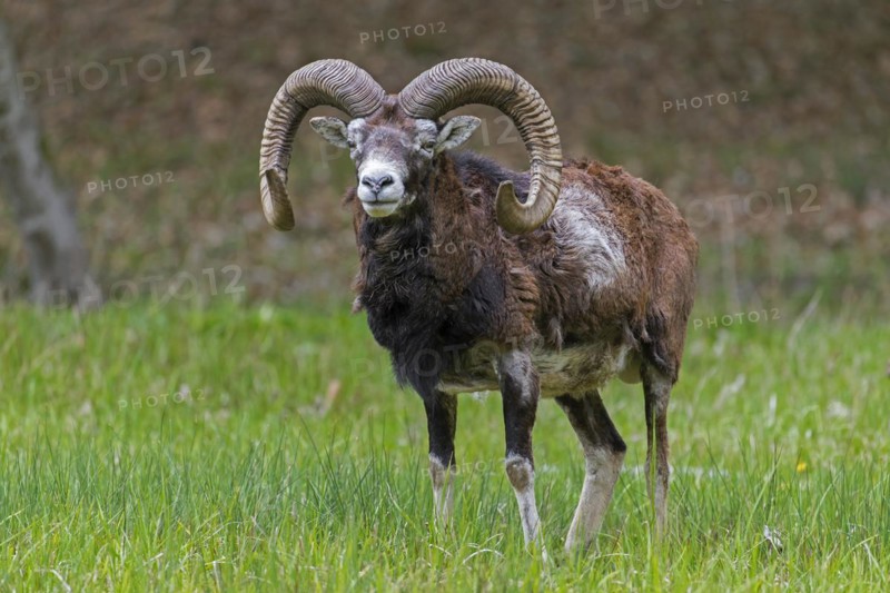 European mouflon