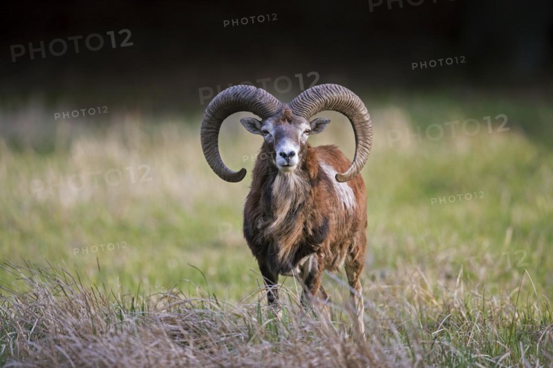 European mouflon