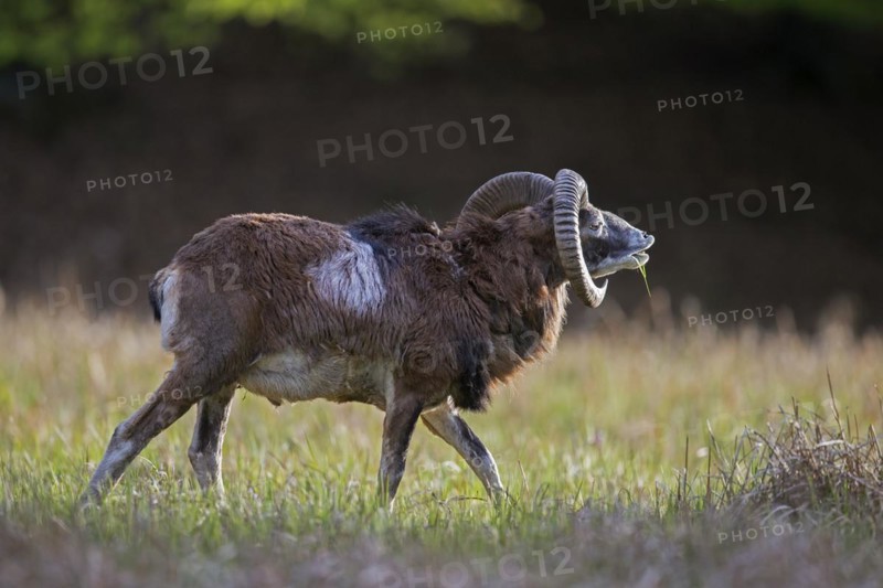 European mouflon