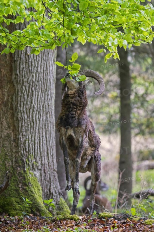 European mouflon