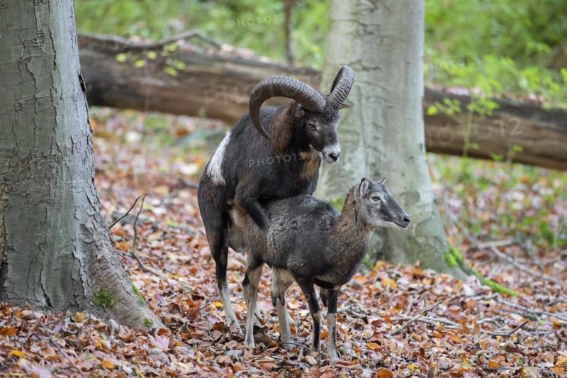 European mouflon