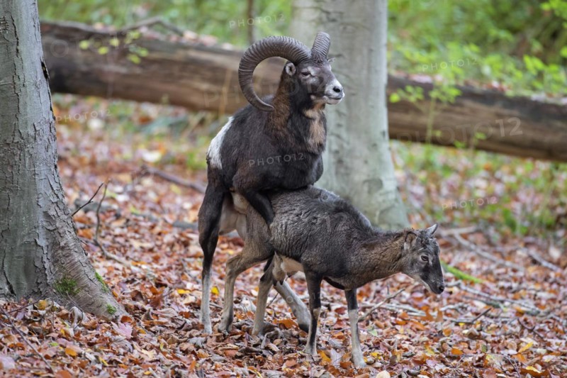 European mouflon