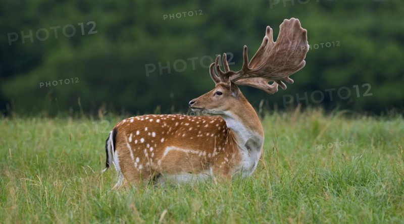 Fallow deer
