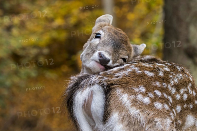 European fallow deer