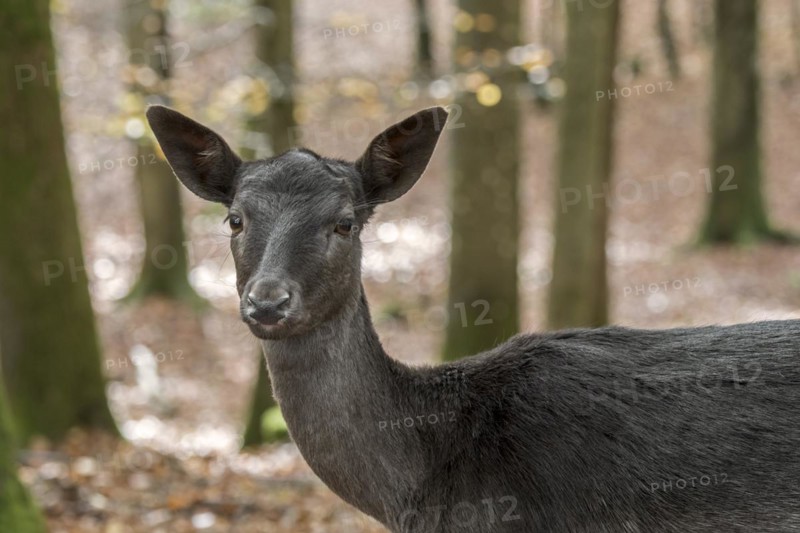 European fallow deer