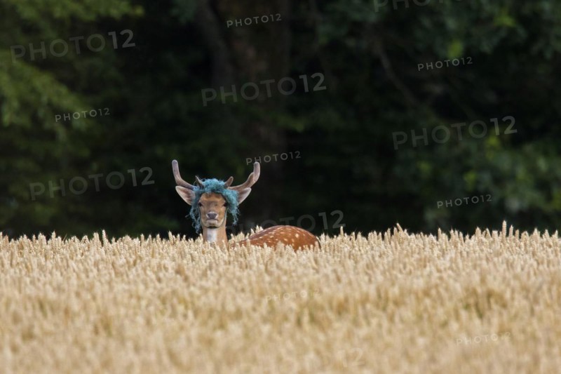 European fallow deer