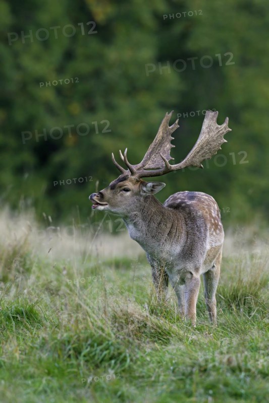 Fallow deer