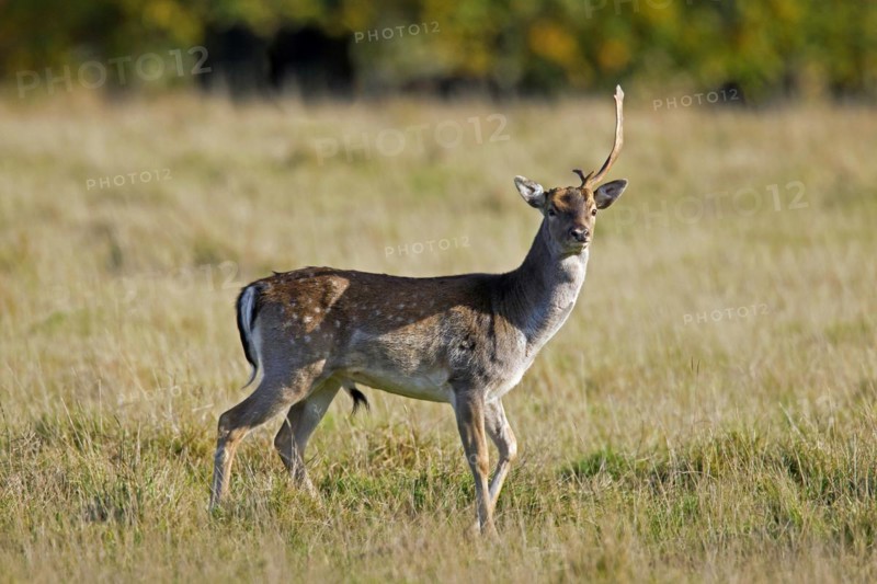 Fallow deer