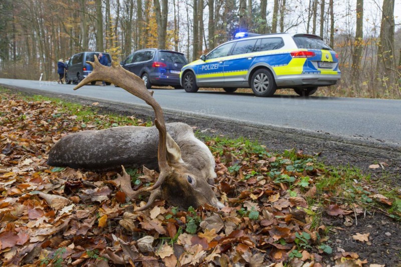 Roadkill fallow deer