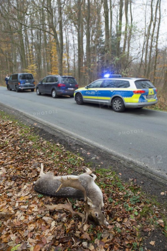 Roadkill fallow deer