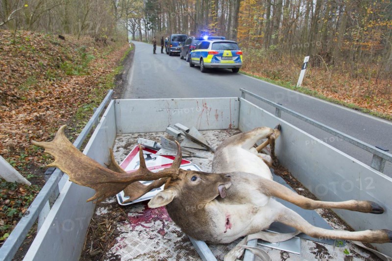 Roadkill fallow deer