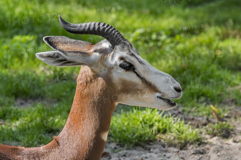 Mhorr gazelle