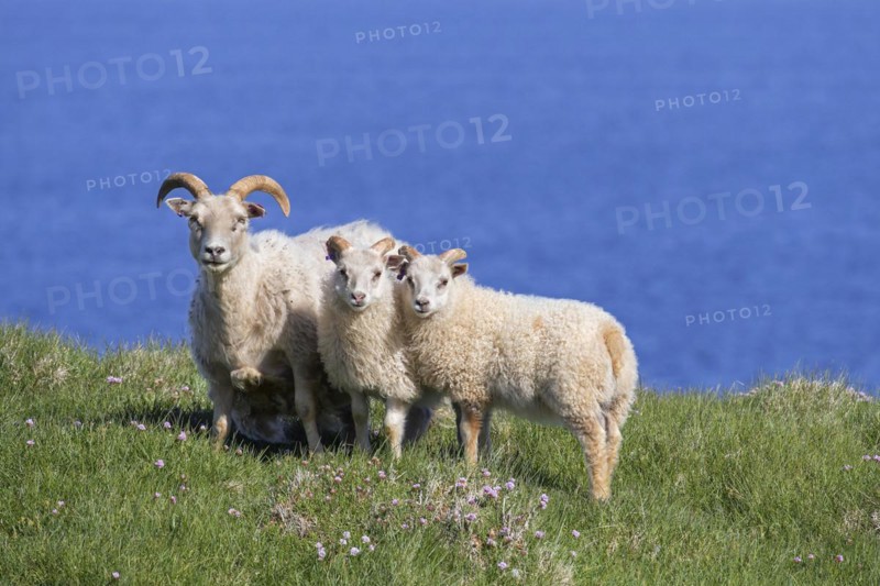 Icelandic sheep with two lambs in meadow on cliff top in summer