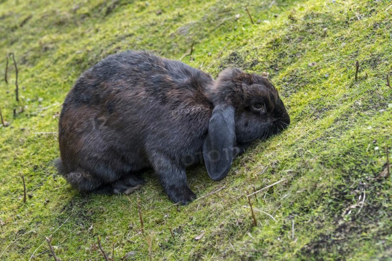 Meissner lop