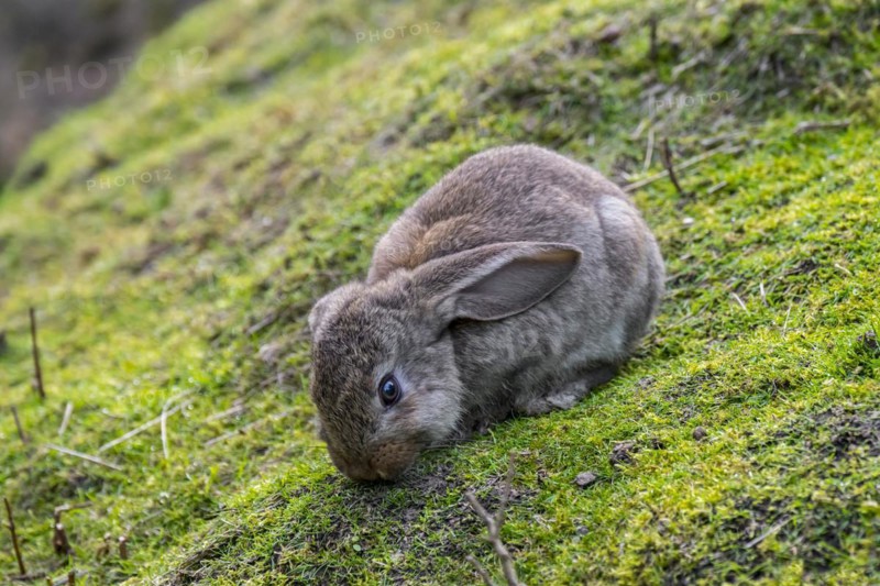Meissner lop
