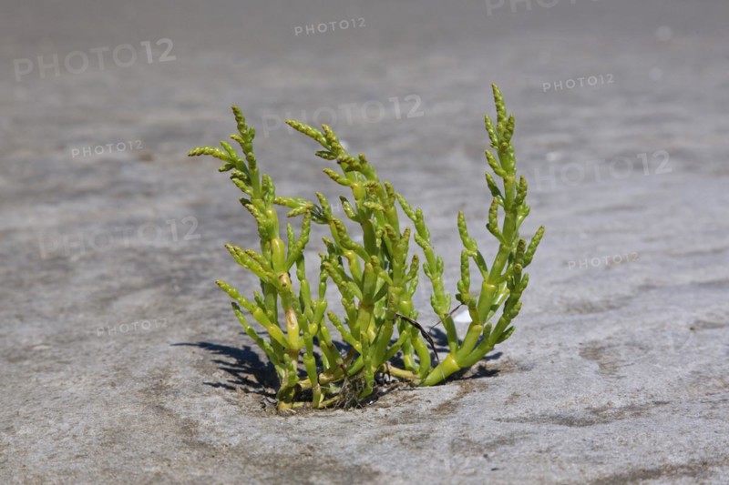 Common glasswort