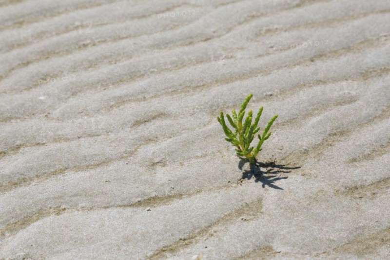 Common glasswort