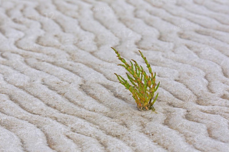 Common glasswort