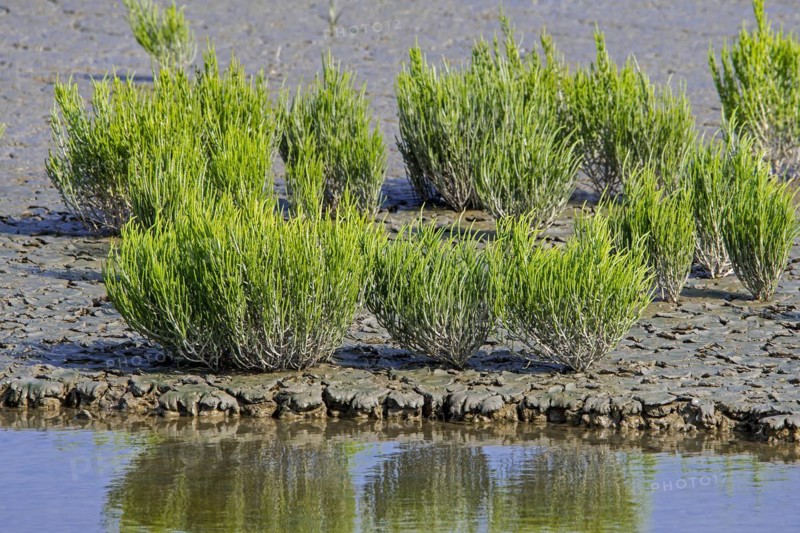 Common glasswort