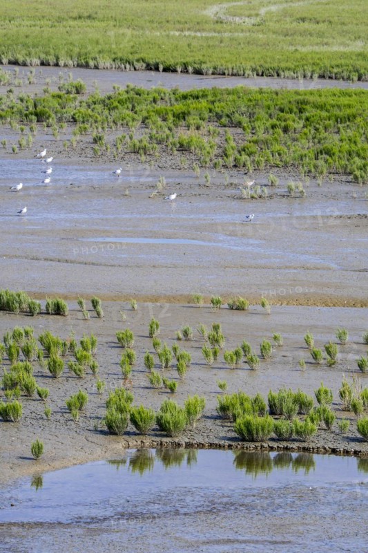 Common glasswort