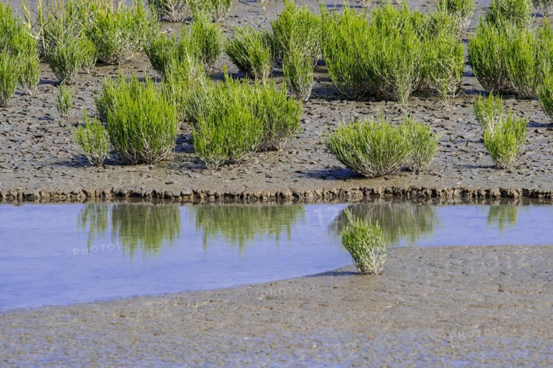 Common glasswort