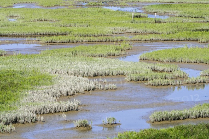 Common glasswort