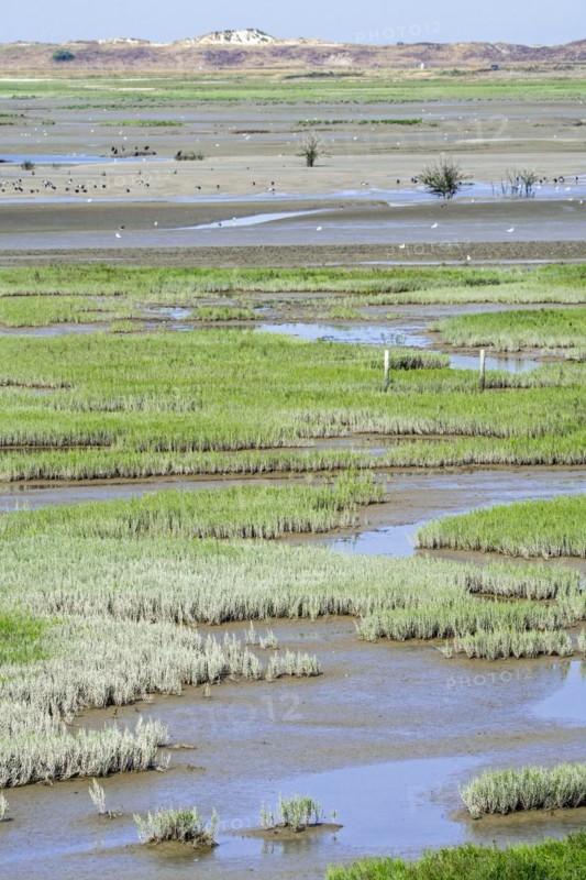 Common glasswort