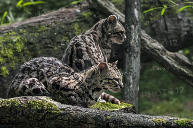 Margay