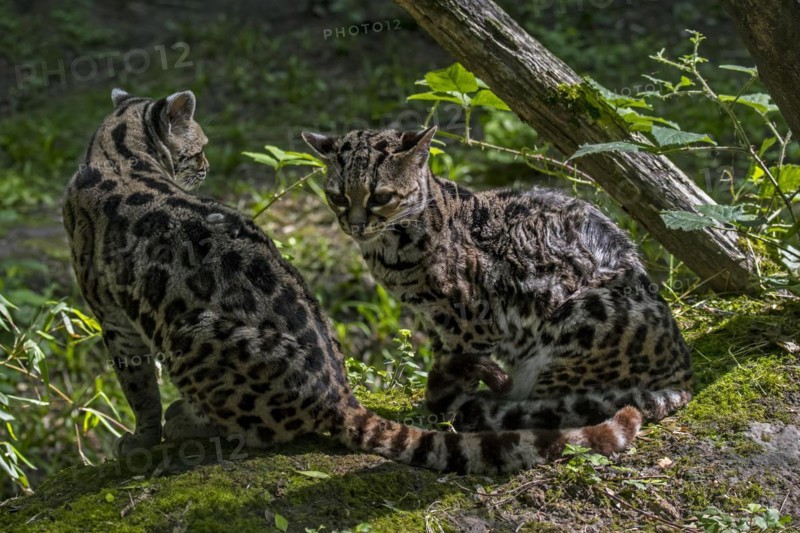 Margay