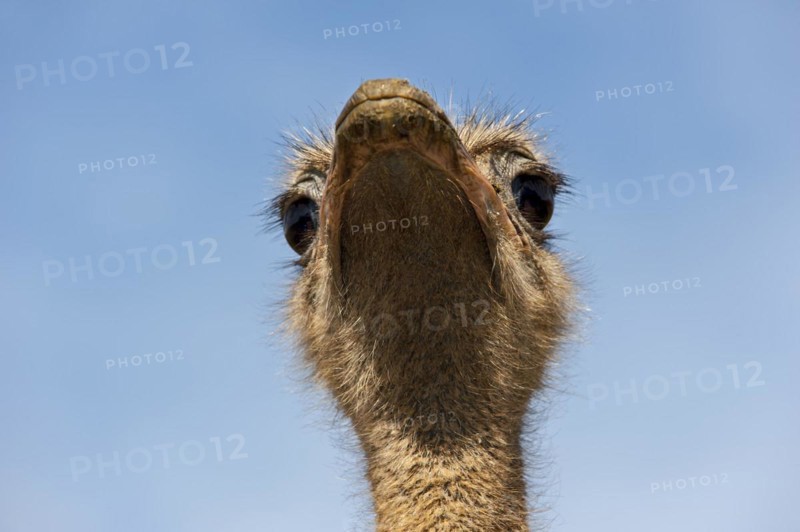 Common ostrich