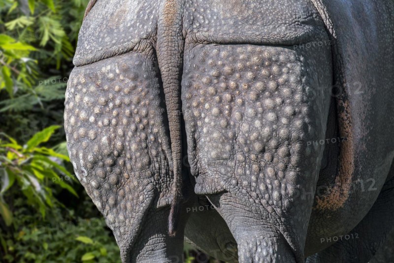 Indian rhinoceros