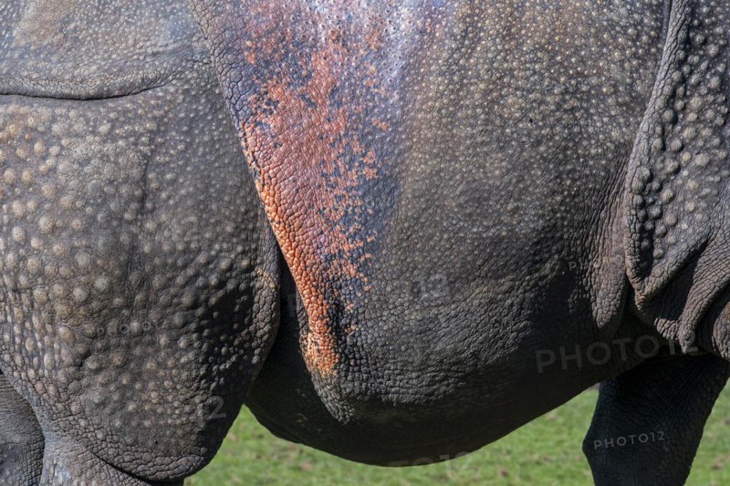Indian rhinoceros